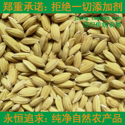 贵朝水稻种子谷子古老品种非转基因非杂交可留种常规稻宜做米豆腐