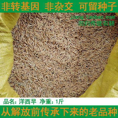 洋西早贡米籼稻水稻种子谷子非转基因非杂交可留种古老品种常规稻