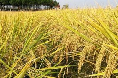 兆两优999水稻种子介绍,中籼两系杂交水稻品种