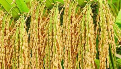 有些农民为什么放弃种高产的杂交水稻,反而去种常规水稻?